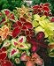 Rainbow Mix Coleus Seeds - Solenostemon scutellarioides - 0.01 Grams - Approx 35 Gardening Seeds - Flower Garden Seed