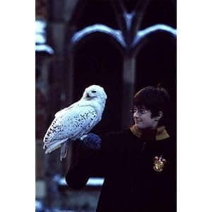 Harry Potter à l'école des sorciers [Édition Li