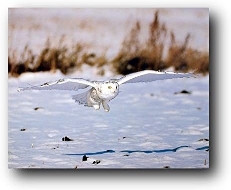 Wildlife Animal Snow White Owl Bird Wall Decor Art Print Poster (16x20)