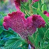 Organic Burgundy Supercrest Celosia-100 Seeds-Annual