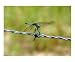 Dragon Fly