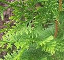 'Emerald Green' Arbor Vitae, 12-16 inch Tree