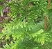 'Emerald Green' Arbor Vitae, 12-16 inch Tree