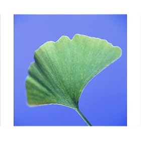 Photographic Prints of Ginkgo leaf from Science Photo Library