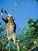 A Baby Proboscis Monkey Clings to its Mother as She Leaps from a Tree Photographic Po...