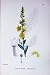 Botany Plants C1902 Moth Mullein Verbascum Blattaria