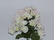 Dew Drop Hydrangea Bush-Pink and White