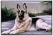 2 Pack of German Shepherd Porch Doormat