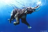 Steve Bloom (Swim, Elephant) Art Poster Print - 24x36 Poster Print by Steve Bloom, 36x24
