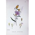 BROWN-RAYED KNAPWEED BOTANY PLANTS c1902 CENTAUREA