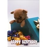 Chihuahua in Gift Box Glossy Birthday Card
