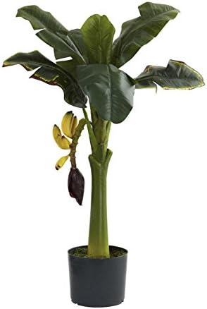 Banana Silk Tree - 3 Feet Tall