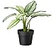 Ikea Artificial Potted Plant, Dumb Cane, 9 Inch