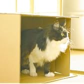 ダンボールに囲まれて(初回生産限定盤)(DVD付)