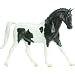 Warmblood - Black & White