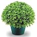 Outdoor Living : DECORATIVE SHRUBS JAPANESE HOLLY