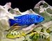 Wallmonkeys Peel and Stick Wall Decals - Tropical Fish - Removable Graphic