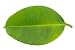 Damp Sheet a Ficus Elastica - 60