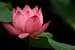 Aquatic Plant and Symbol in the Buddhist Religion - 48