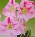 Giant Dutch Amaryllis 'San Remo' - NEW COLOR