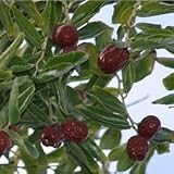 Eigenschaften tropical.garden  / Chinesische Dattel - Ziziphus jujuba 5K