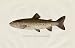 H H Leonard Trout Print - Steelhead or Salmon Trout