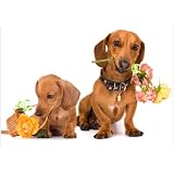 The Ultimate Dachshund Hound Book ~ Patricia O'Grady
