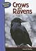 Ravens and Crows (Nature Walk) (Nature Walk)