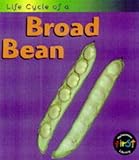 Life cycle of a broad bean