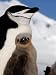 Adult and Juvenile Chinstrap Penguins, Half Moon Bay, Antarctica, January 2007 Photog...
