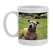 staffordshire bull terrier coat