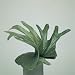 Close-Up of an Elkhorn Fern Plant (Platycerium Bifurcatum) Photographic Poster Print by C. Dani, 24x24