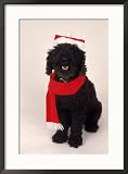 Poodle Wearing Scarf and Santa Hat Framed Photographic Poster Print by Jeff Dunn, 21x29
