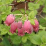 キヌガワヨウラクツツジ 3寸・1作株