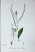 Botany Plants C1902 Hare'S-Ear Cabbage Erysimum Colour