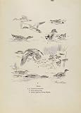 Teal Courtship Duck Squattering Drake Fight Bird Print