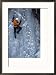 Man Ice Climbing at Ouray Ice Park, CO Framed Photographic Poster Print by Cheyenne Rouse, 21x29