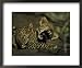 Yawning Four-Month-Old Leopard Cub with its Sleeping Sibling National Geographic Collection Framed Art Poster Print by Kim Wolhuter, 22x18