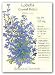 Lobelia Crystal Palace Heirloom Seeds 475 Seeds
