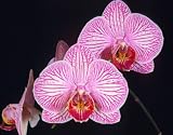 Phalaenopsis Orchid Plant - Peppermint Striped