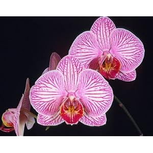Phalaenopsis Orchid Plant – Peppermint Striped