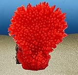 ACROPORA HYACINTHUS hoch