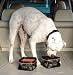 Wander Dog Travel Food Bowl