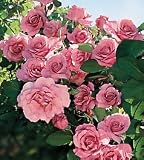 'Social Climber' Climbing Rose