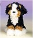 Plush Burberry Bernese Mountain Dog 6