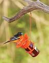 Song Bird Essentials Jelly Jam Bird Feeder Blossom NEW!