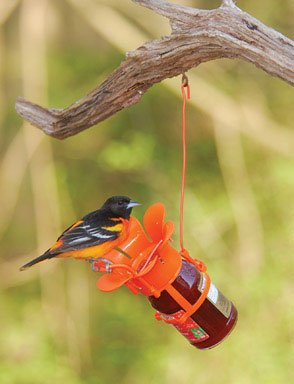 Song Bird Essentials Jelly Blossom NEW!