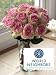 World Neighbors Crown Majesty Roses