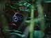 Close View of a Western Lowland Gorilla in Dense Foliage Artists Photographic Poster Print, 18x24