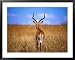 Back of Male Impala, Nairobi Park, Kenya Framed Art Poster Print by Rick Strange, 39x31